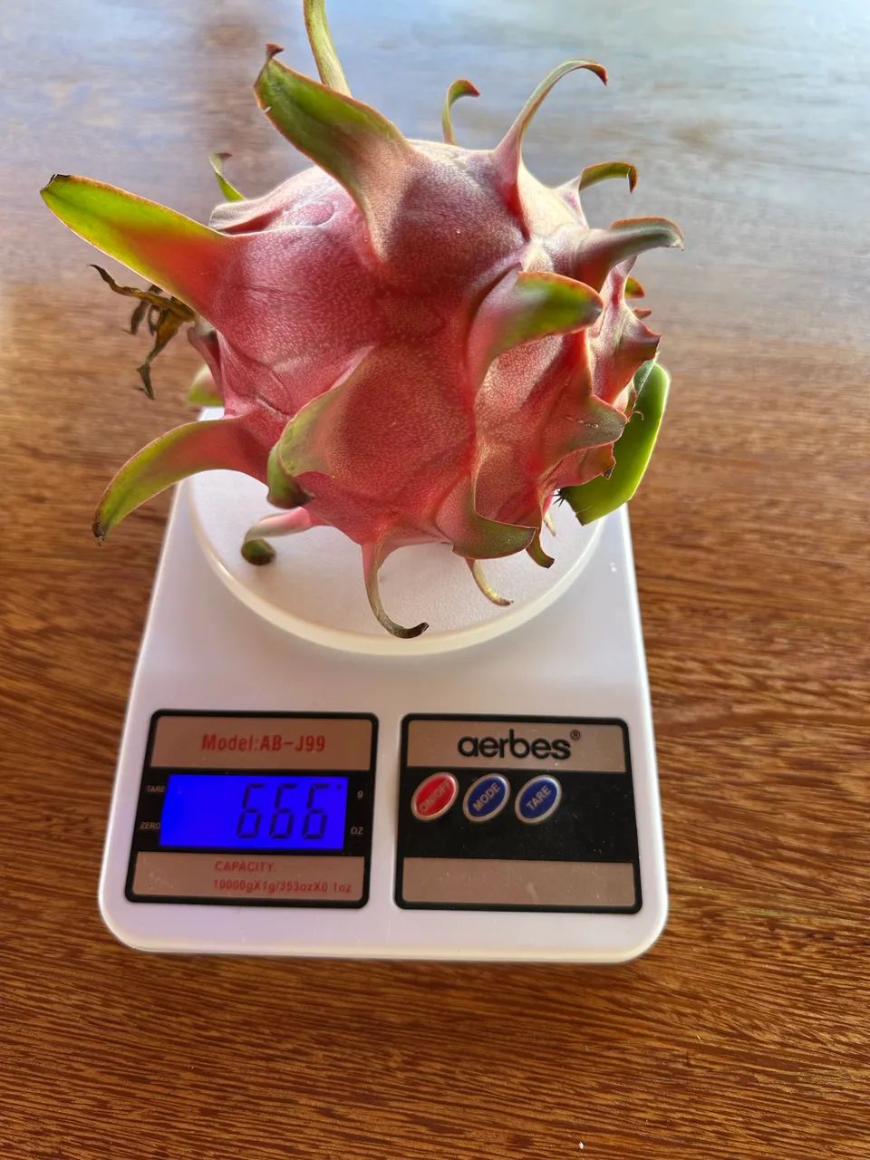 Muda de Pitaya  - Foto 3