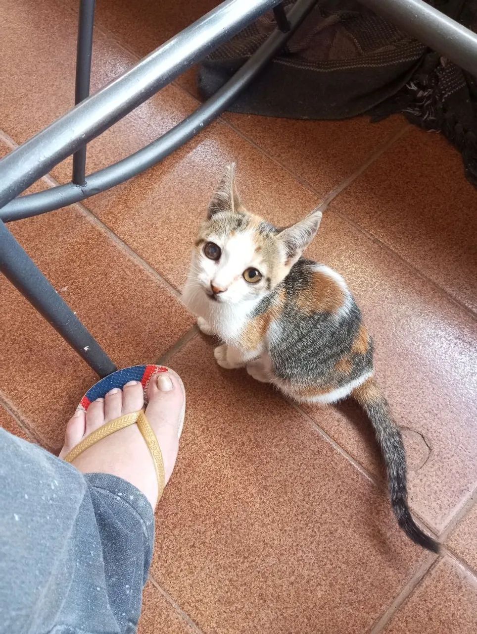 Doação de gatos