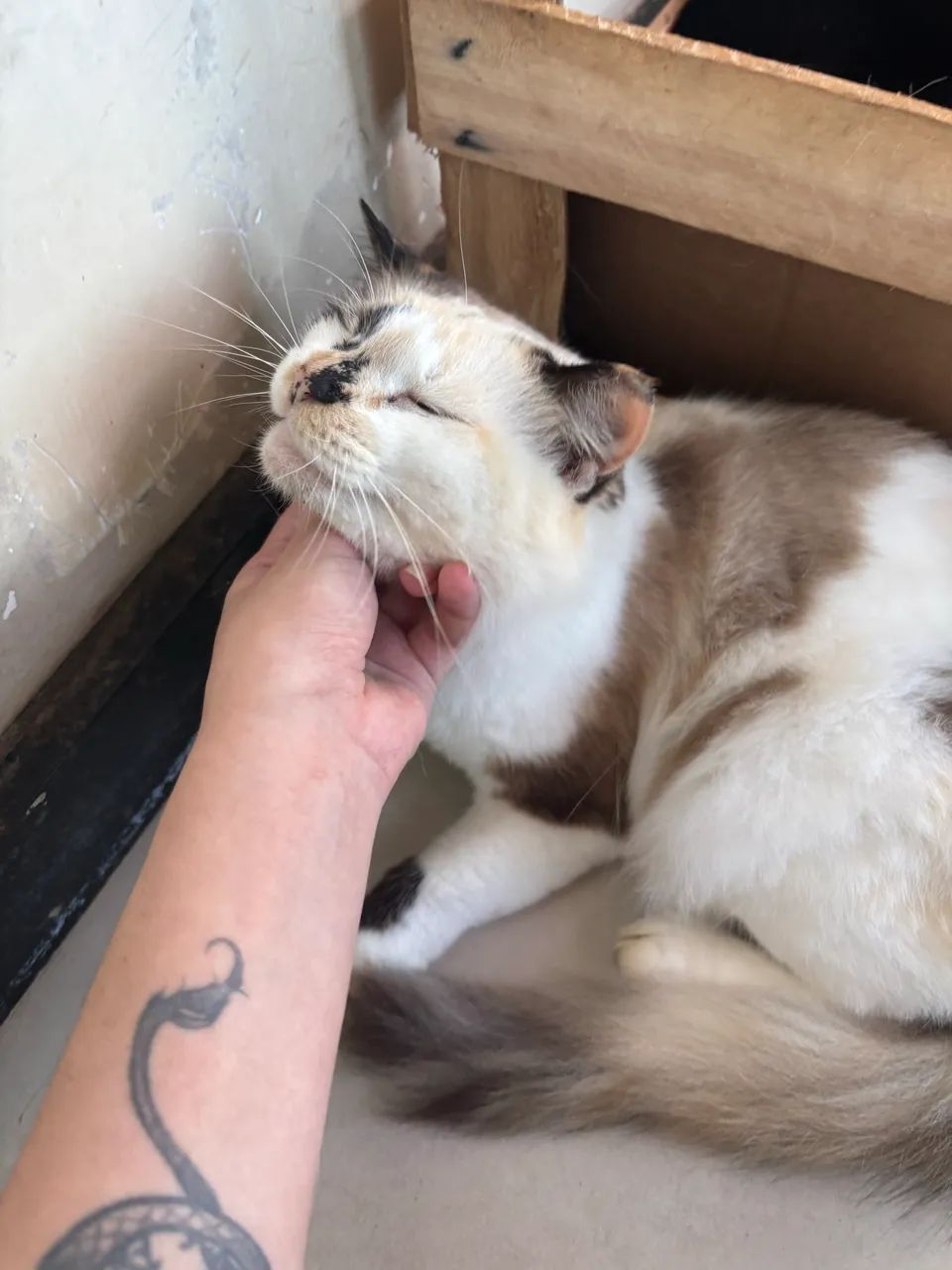 Gata castrada peluda 