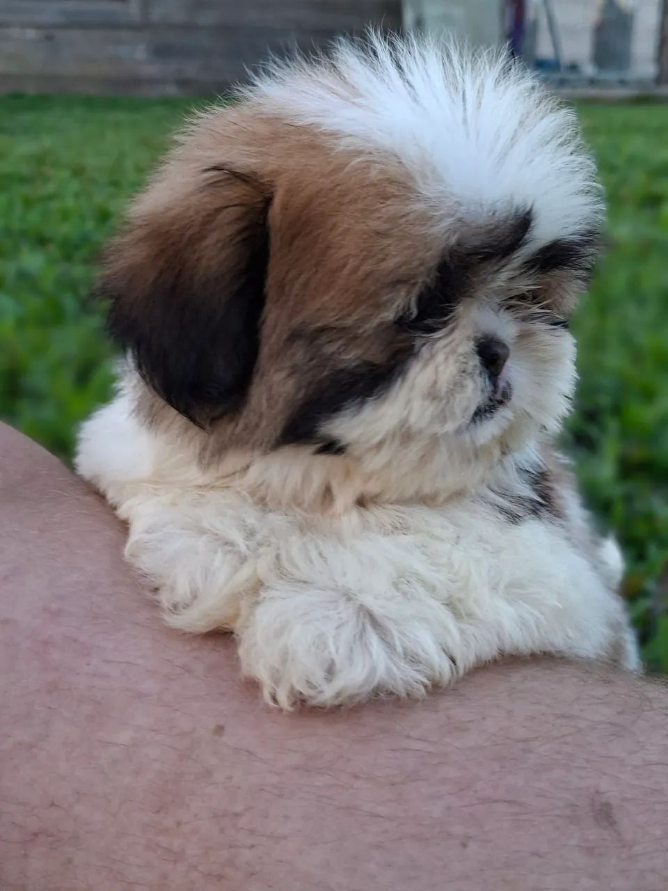 Shitzu  - Foto 3