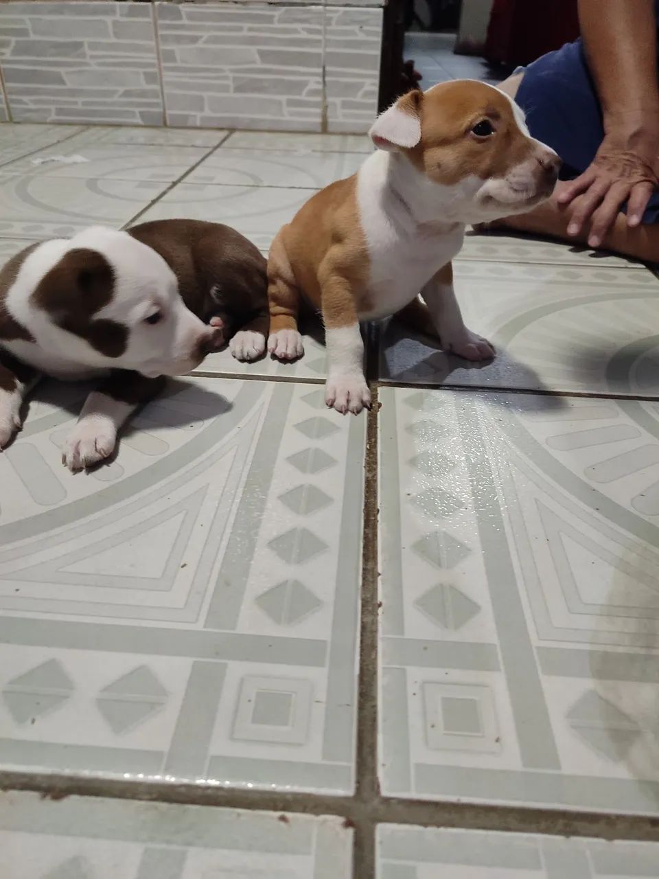 Pitbull  - Foto 3