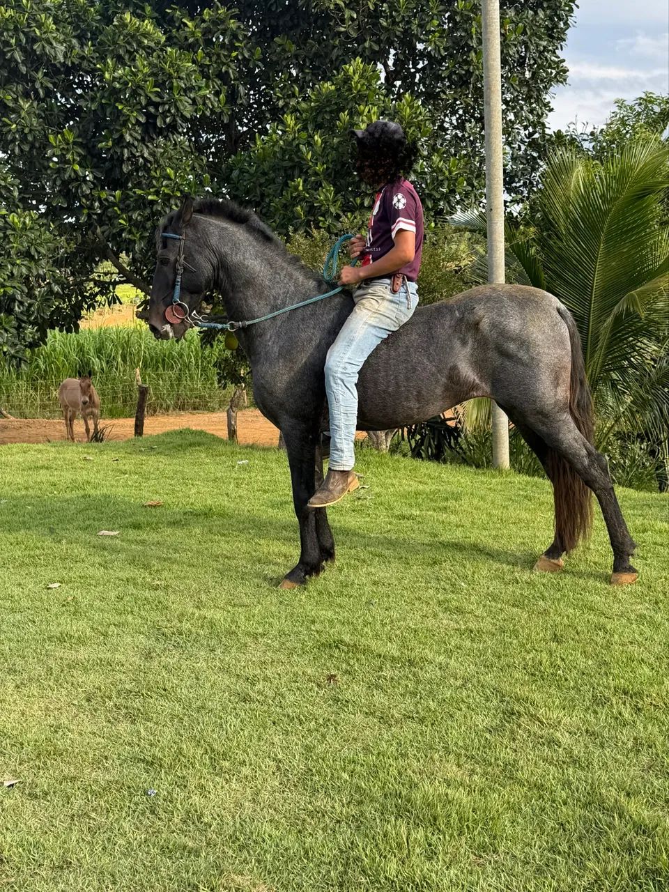 Vendo cavalo registrado marcha batida  - Foto 4