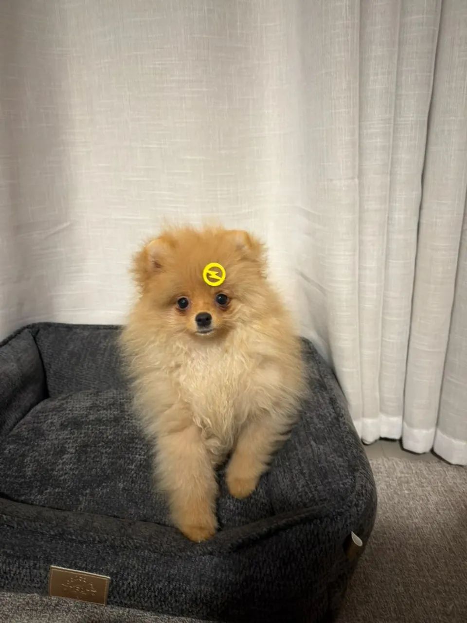 Lulu / Spitz Alemão 