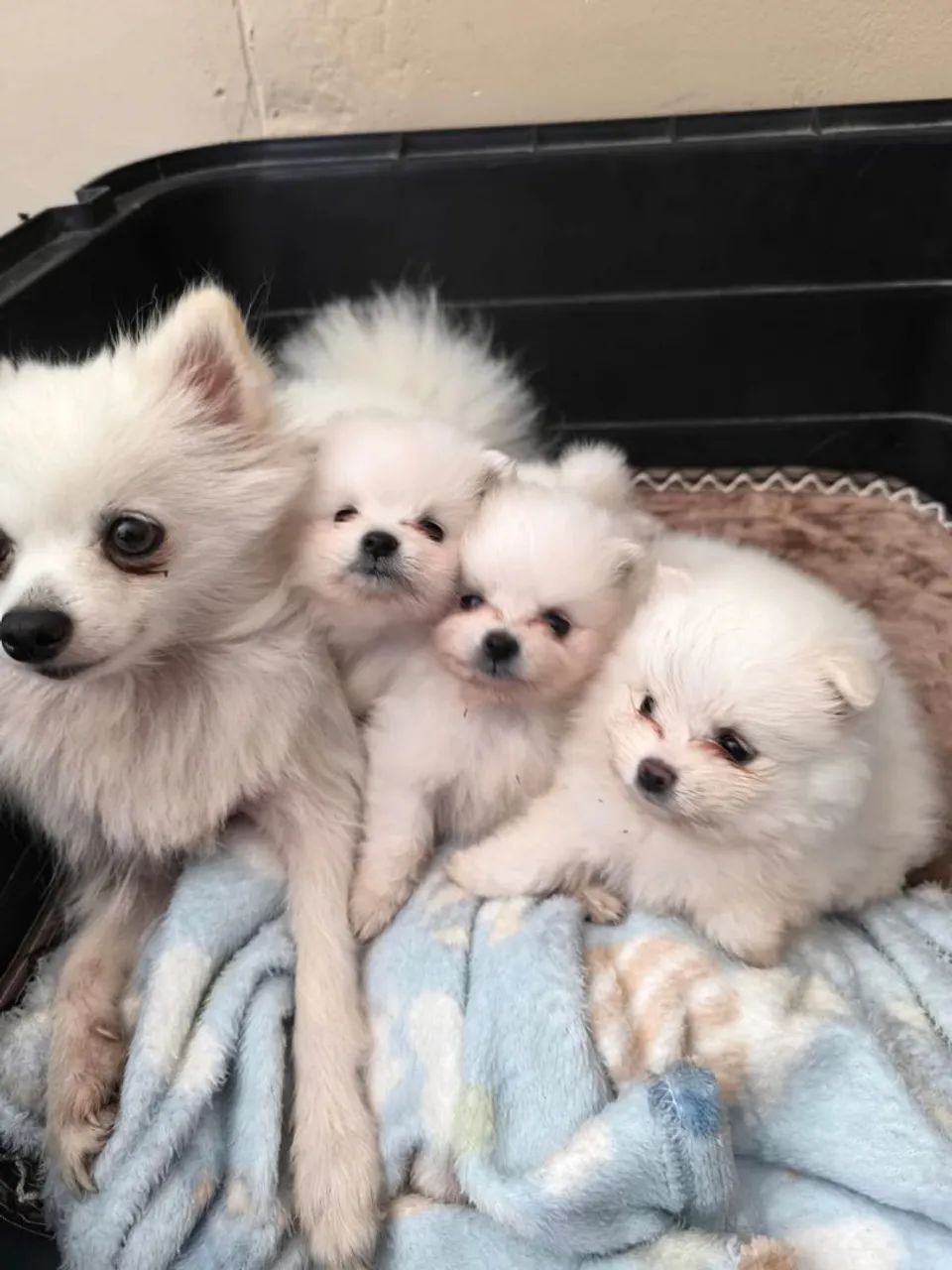 Ispits alemão  - Foto 5