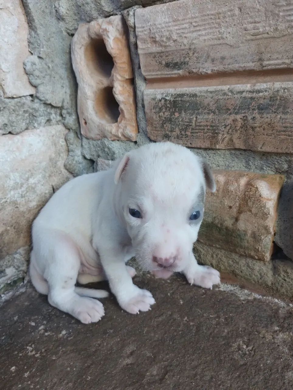 Vendo Pitbull  - Foto 4