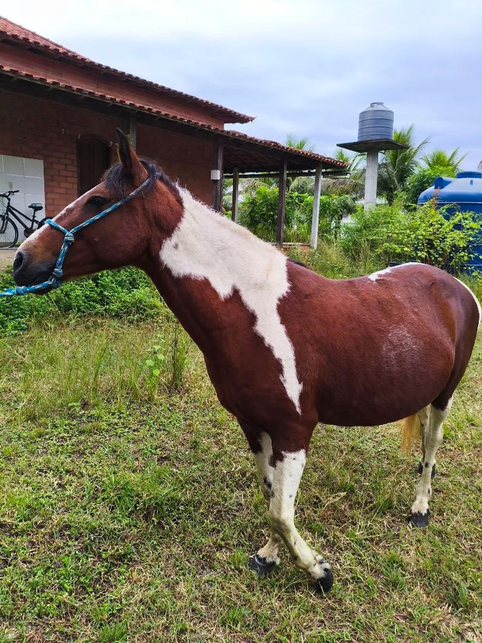 Égua mangalarga pampa de castanho