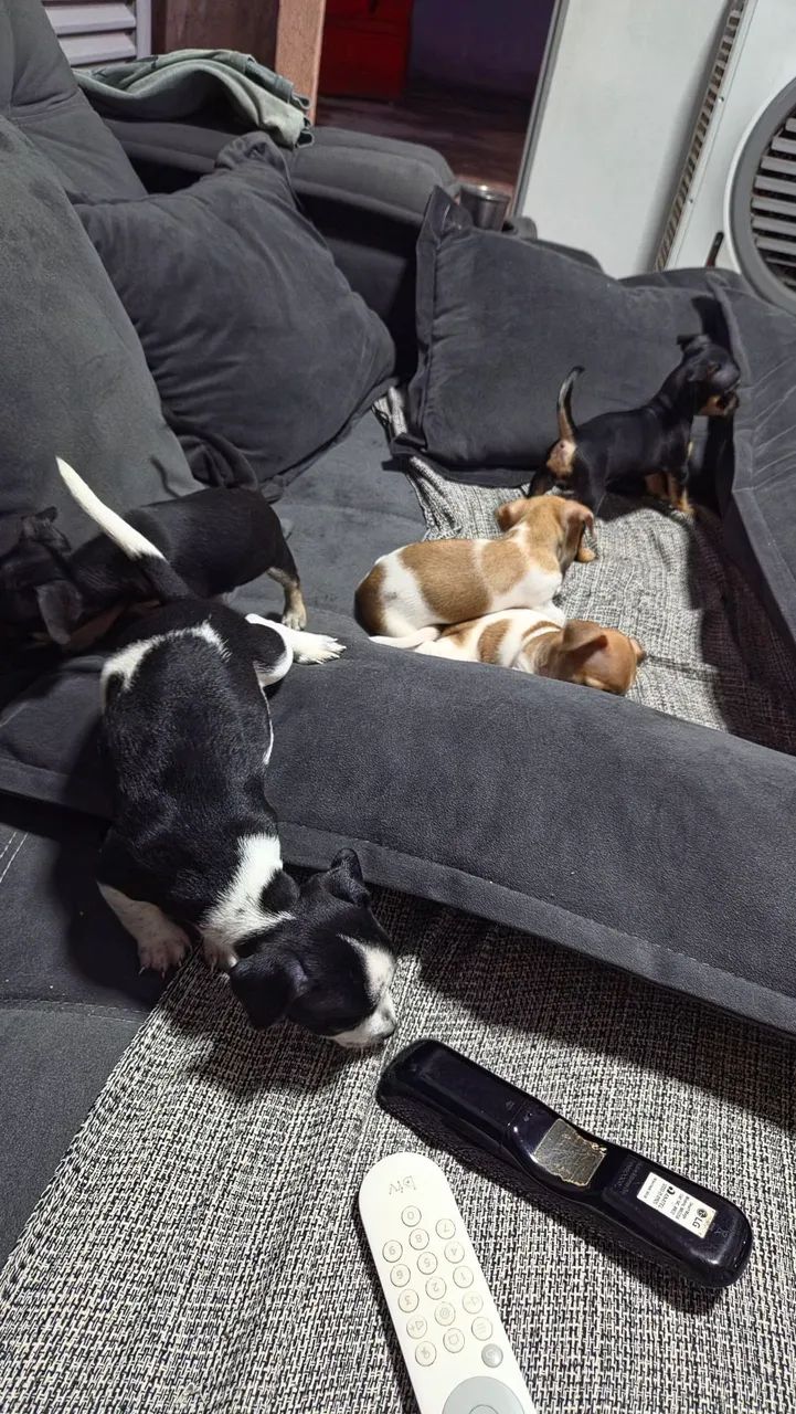 Pinscher macho N°2  - Foto 2