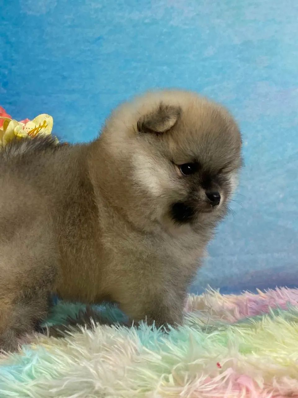 Macho de Spitz Alemão - Foto 2