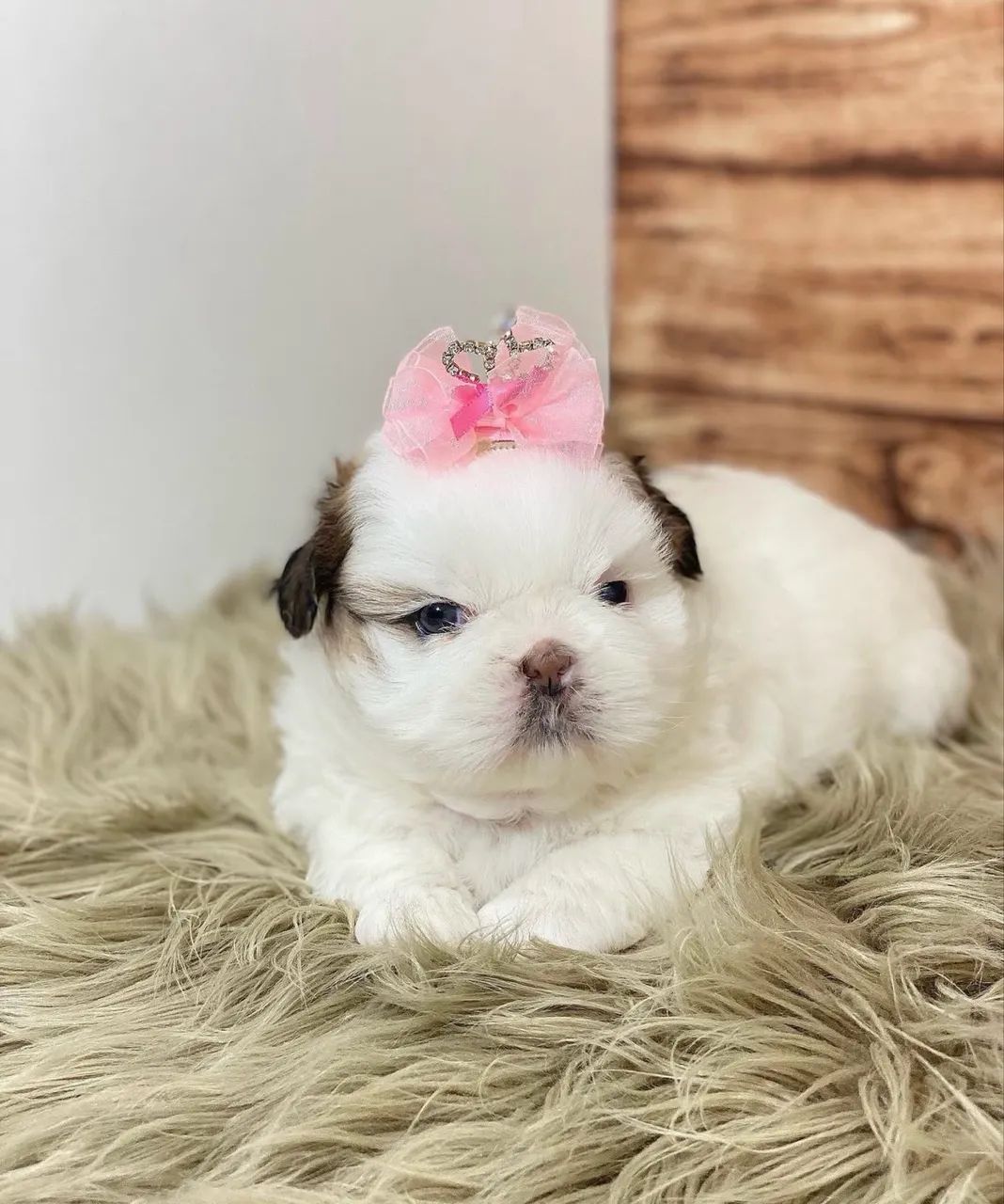 Shihtzu miniaturas  - Foto 4