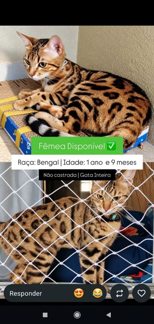 Gato Bengal  - Foto 3