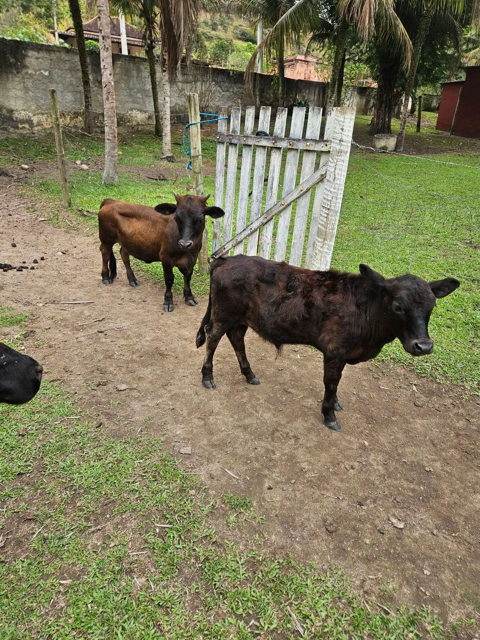 Casal de mini vaca