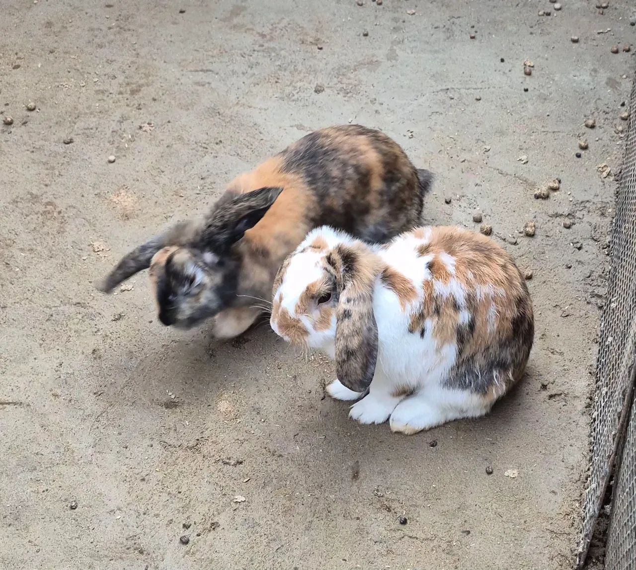 Coelho Mini Lop - Foto 3