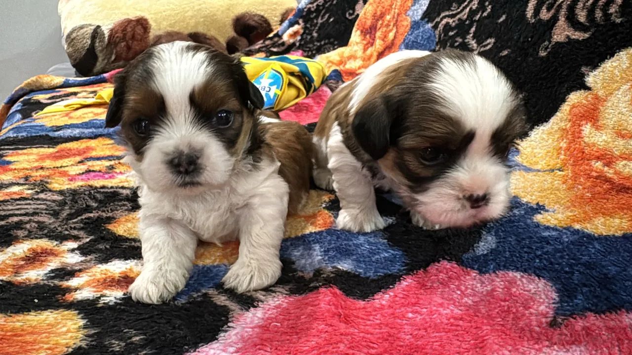 Vendo 2 cachoro macho raça shih tzu  - Foto 2