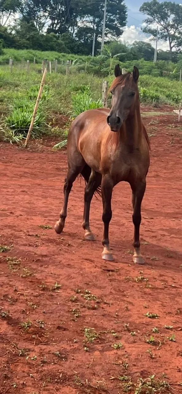 Cavalo  - Foto 2