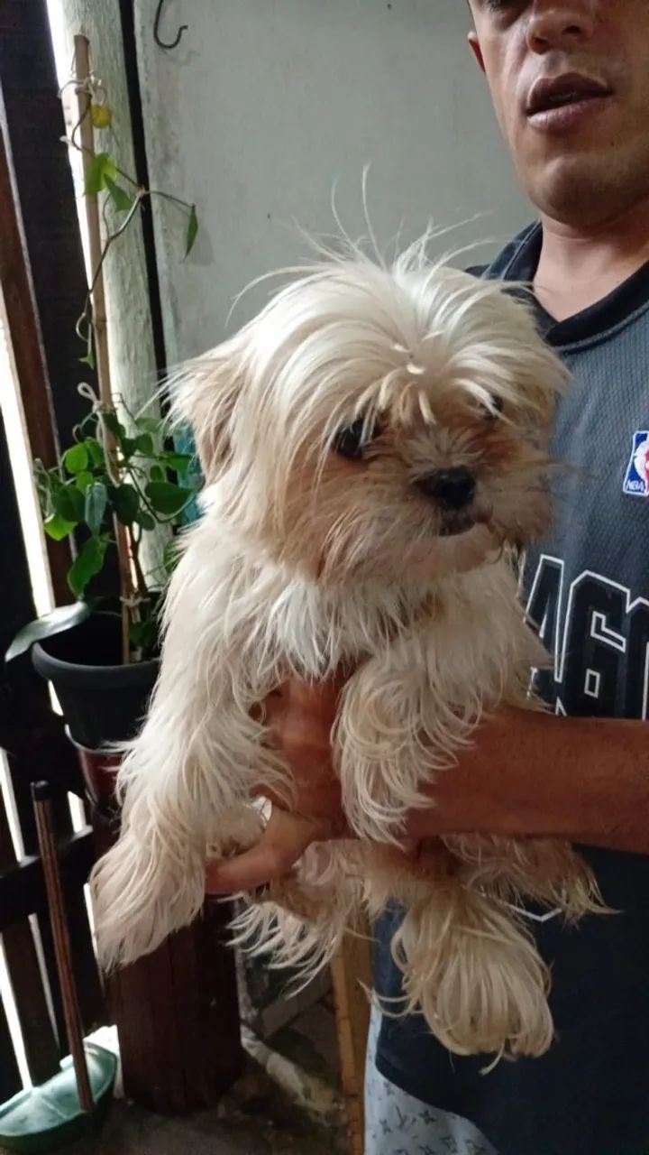 Yorkshire fêmea zero procura namorado  - Foto 3