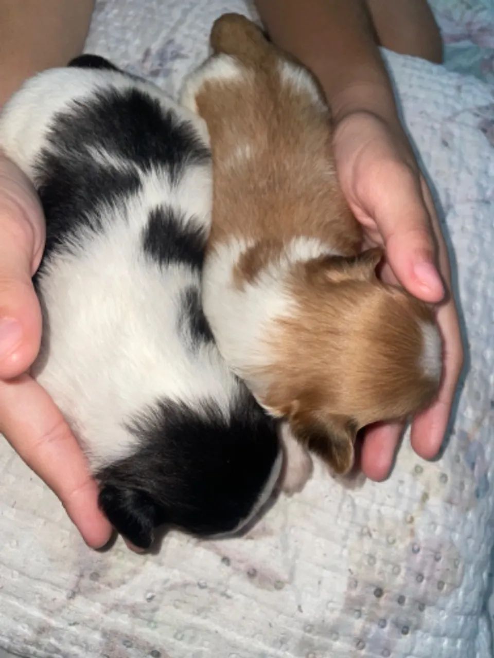 Cachorro  - Foto 4