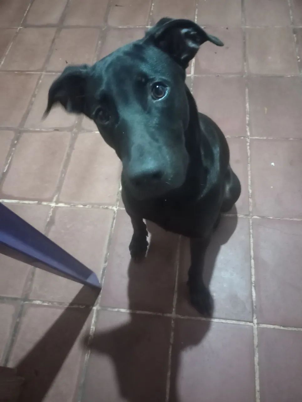 Cachorro Para Adoção 