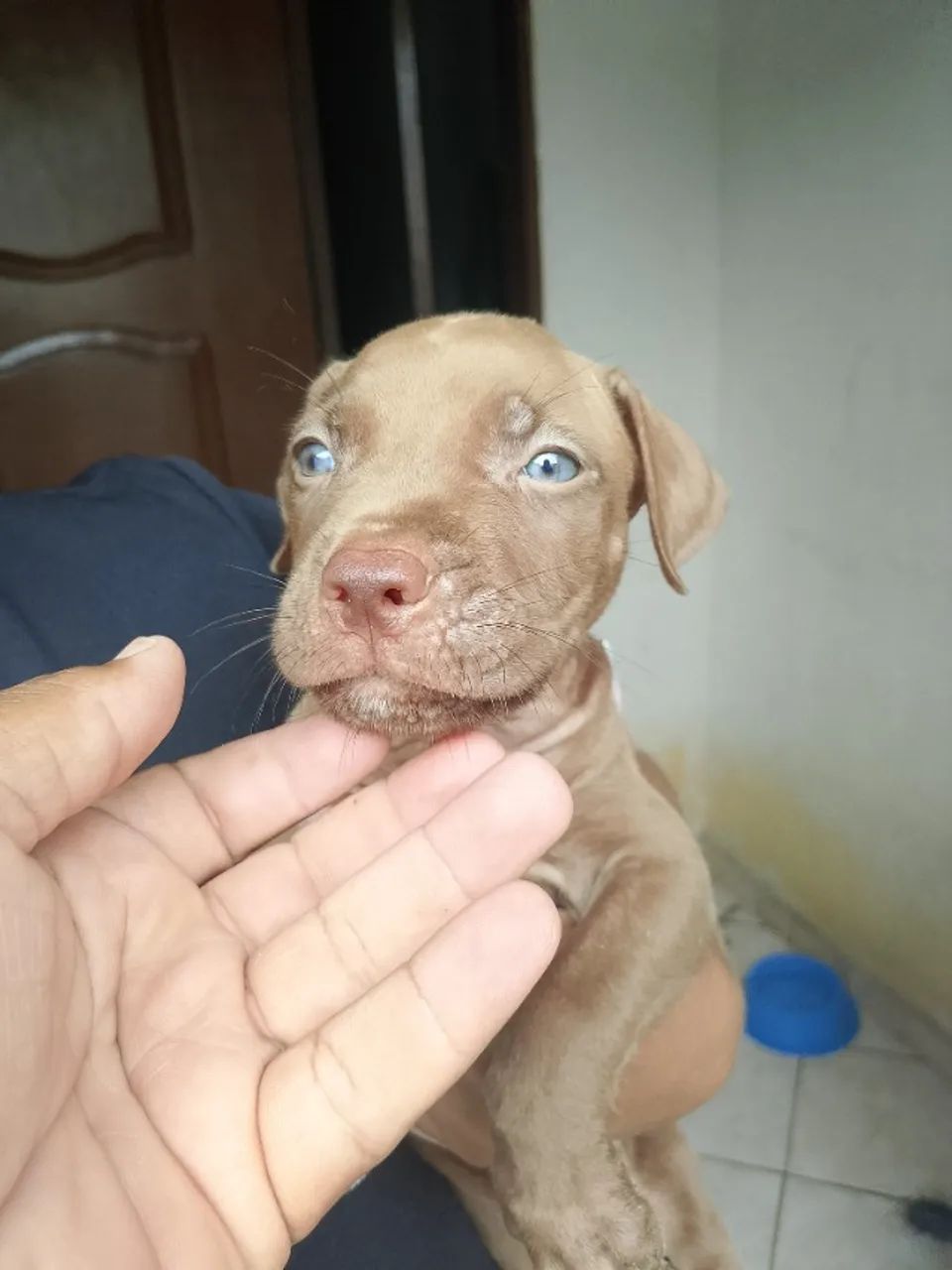 Pets - Foto 4