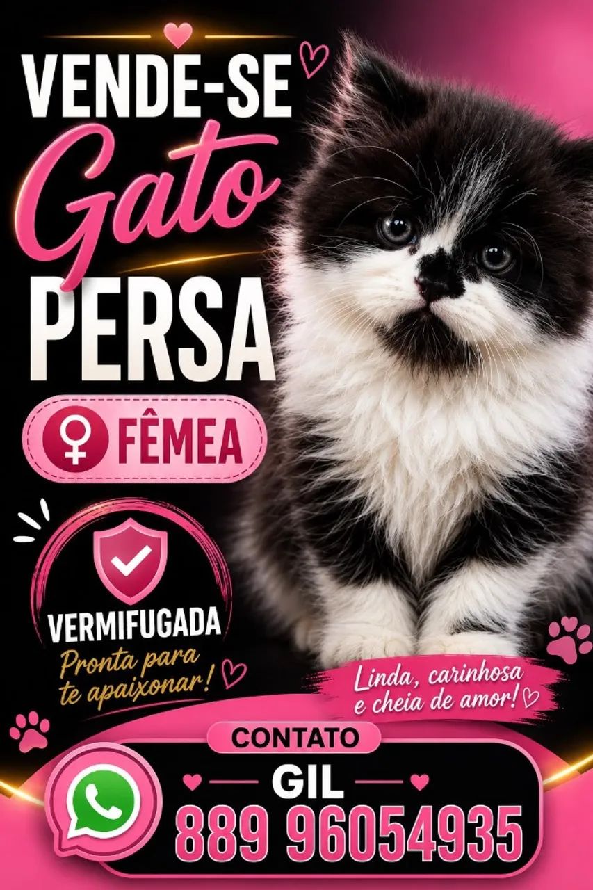 Gato Persa - Foto 3
