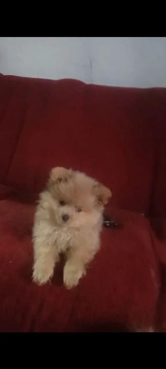 Spitz anão  - Foto 4