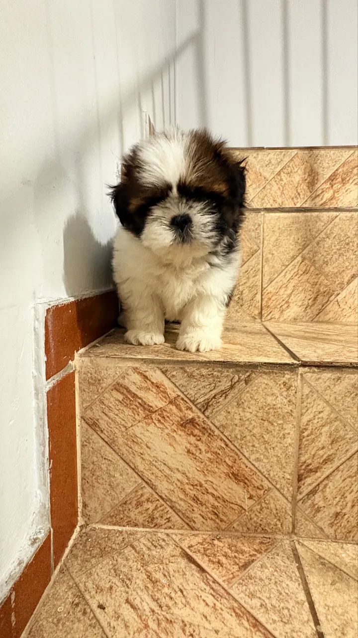 Shihtzu macho - Foto 2