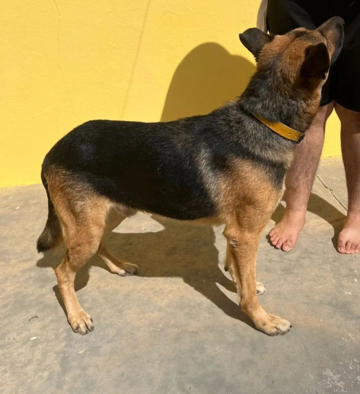 DOAÇÃO PASTOR ALEMÃO  - Foto 5