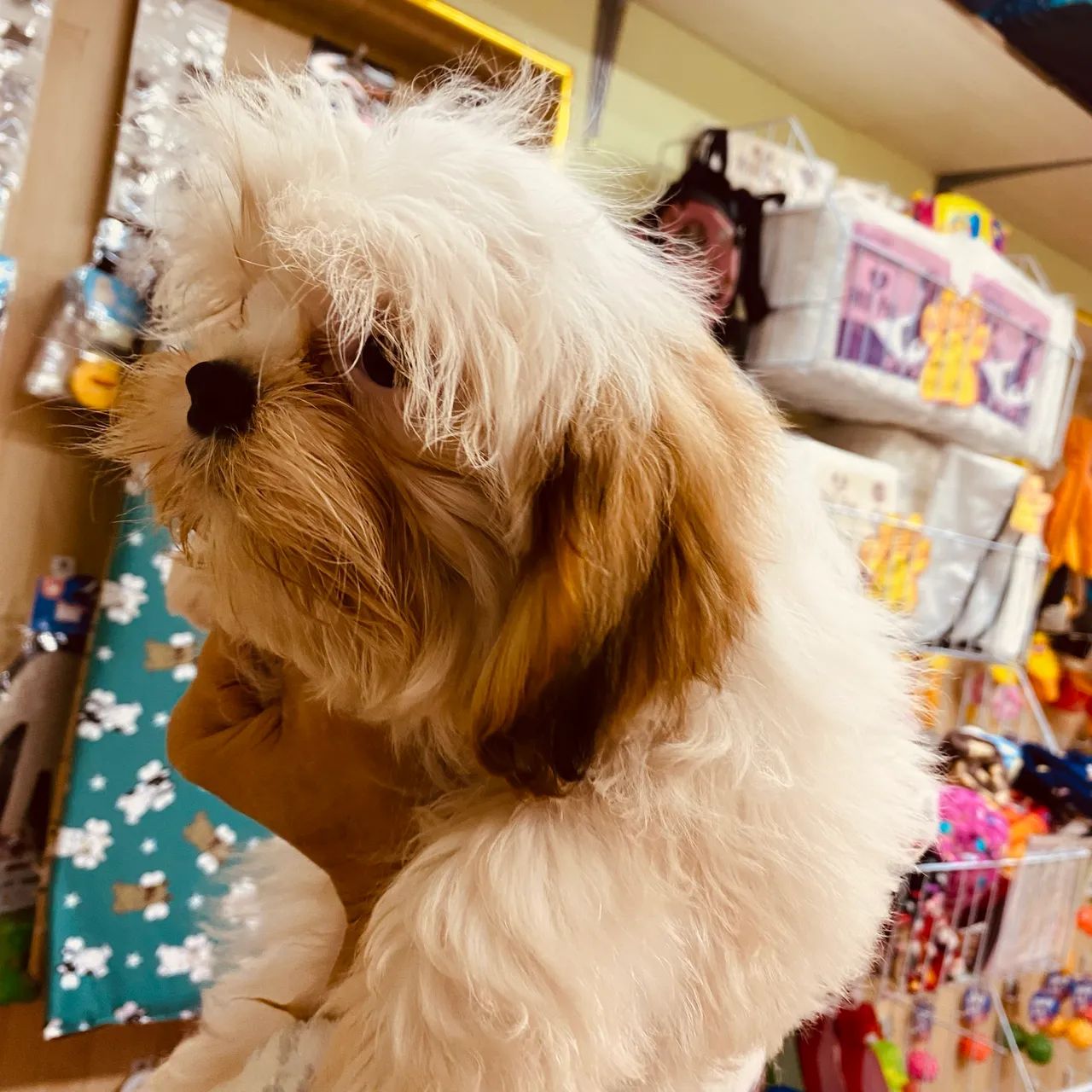 Shih-tzu Macho - Foto 3