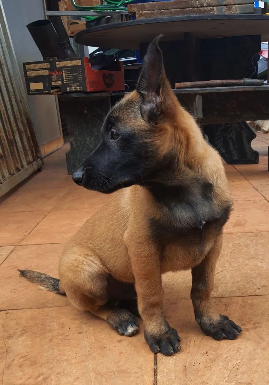 Filhote de malinois  - Foto 4