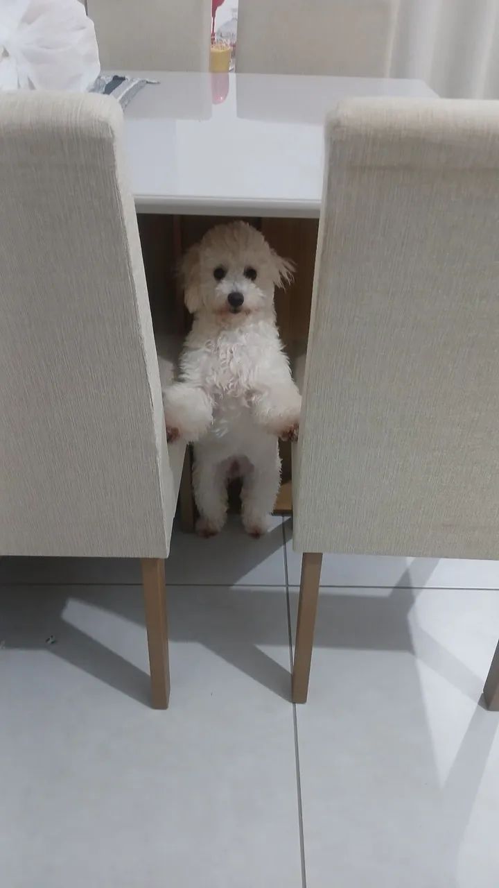 Cachorrinha Poodle Fêmea  - Foto 2