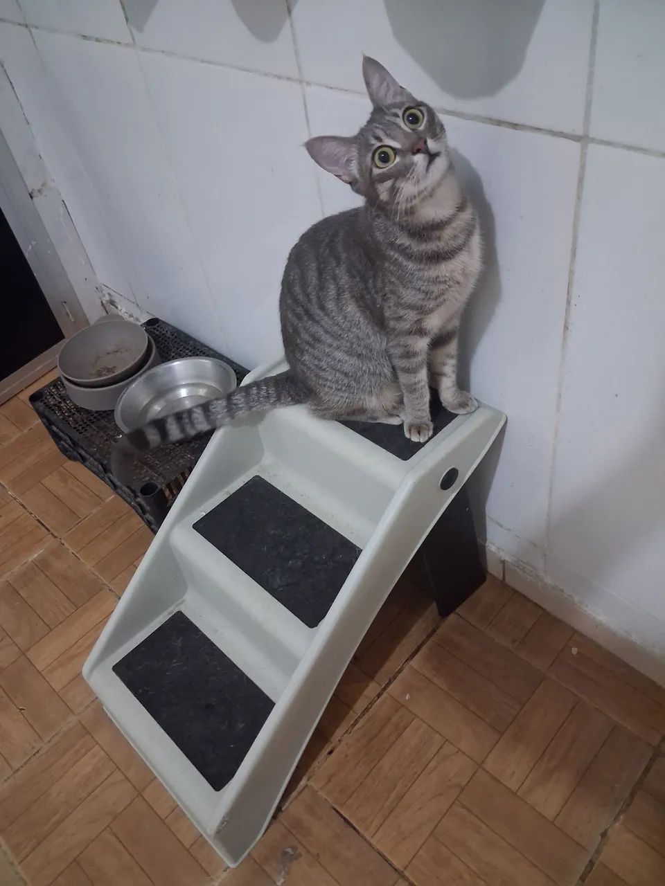 Escada pet