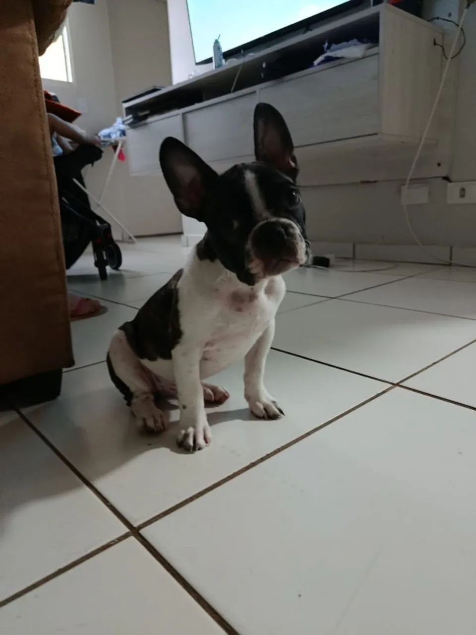 Bulldog Francês  macho - Foto 3