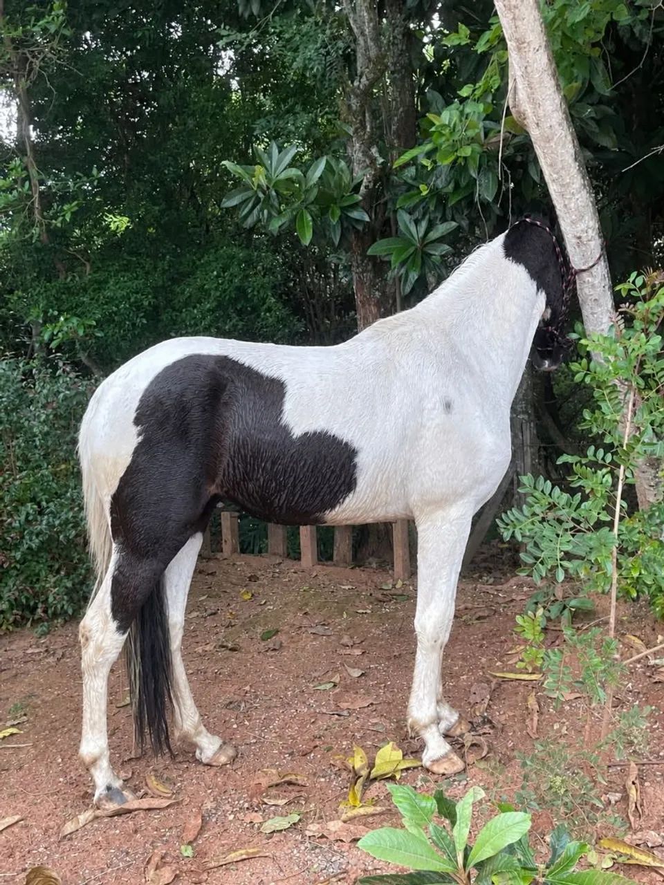 Cavalo - Foto 2