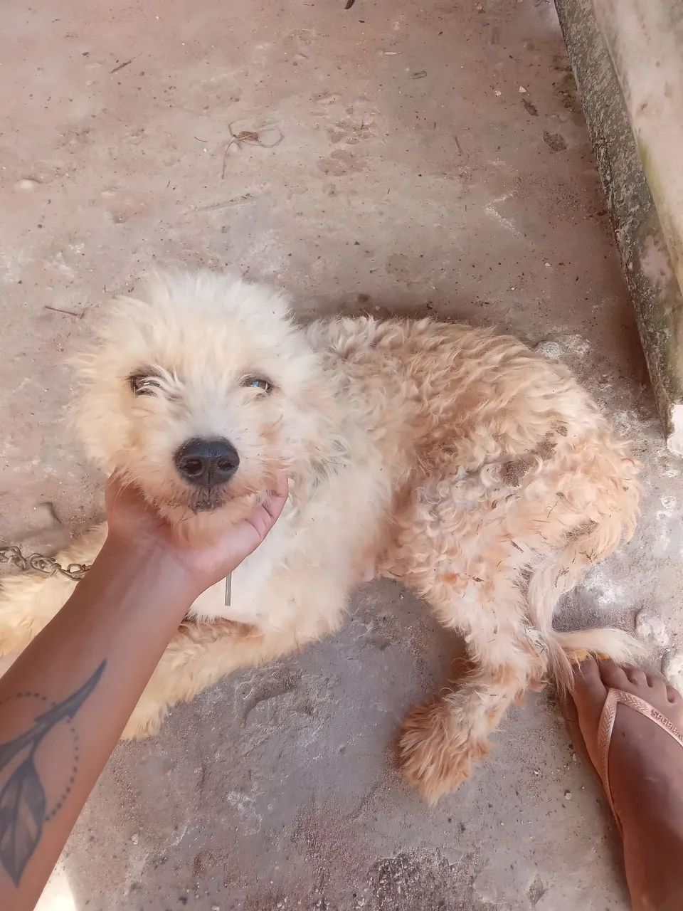 Poodle  - Foto 3