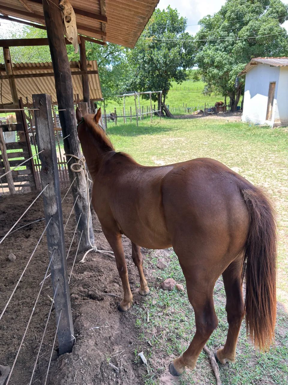 Vende - se Potra QM - Foto 2