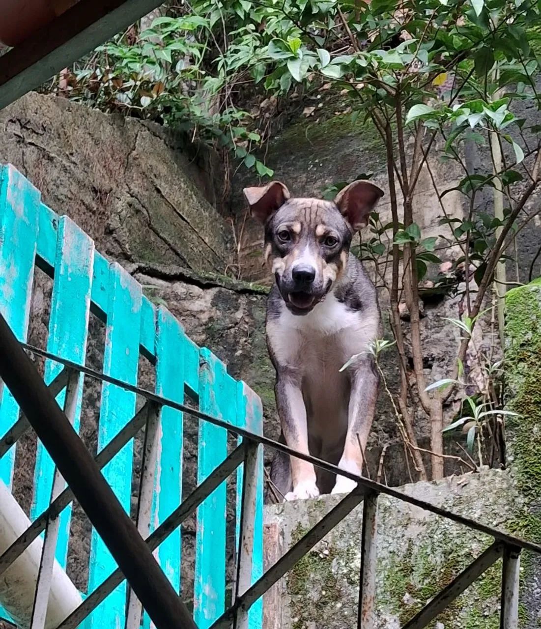 Doação de cachorro SRD macho  - Foto 5