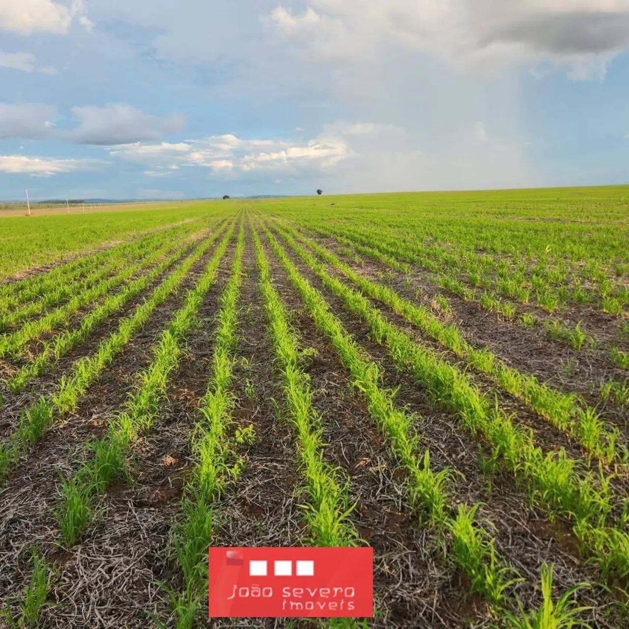 Fazenda para Venda em Ribeirão Cascalheira