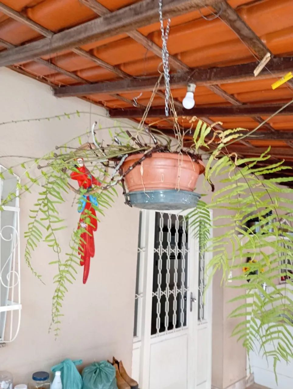 Plantas e sementes  - Foto 2