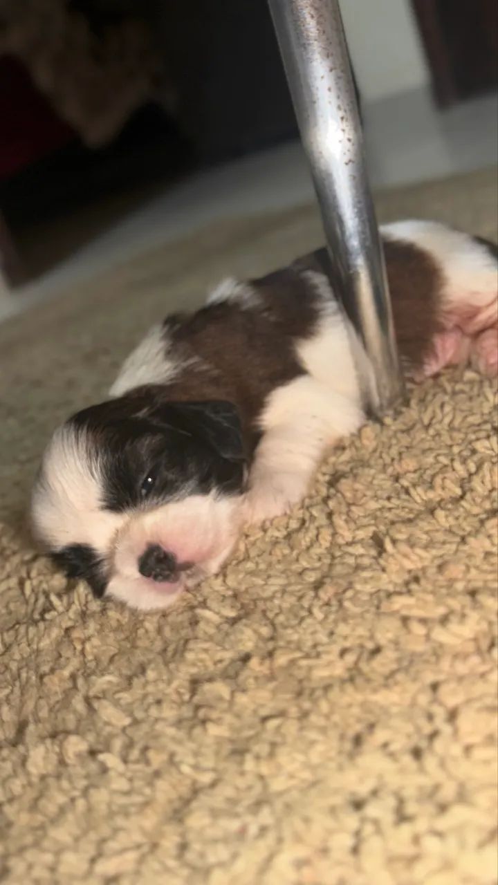 Shih-tzu  - Foto 2