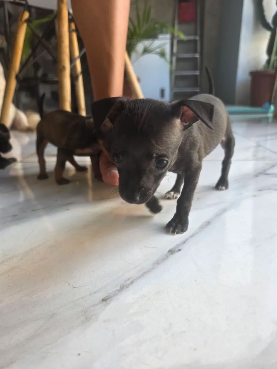 Pinscher 0 - Foto 3