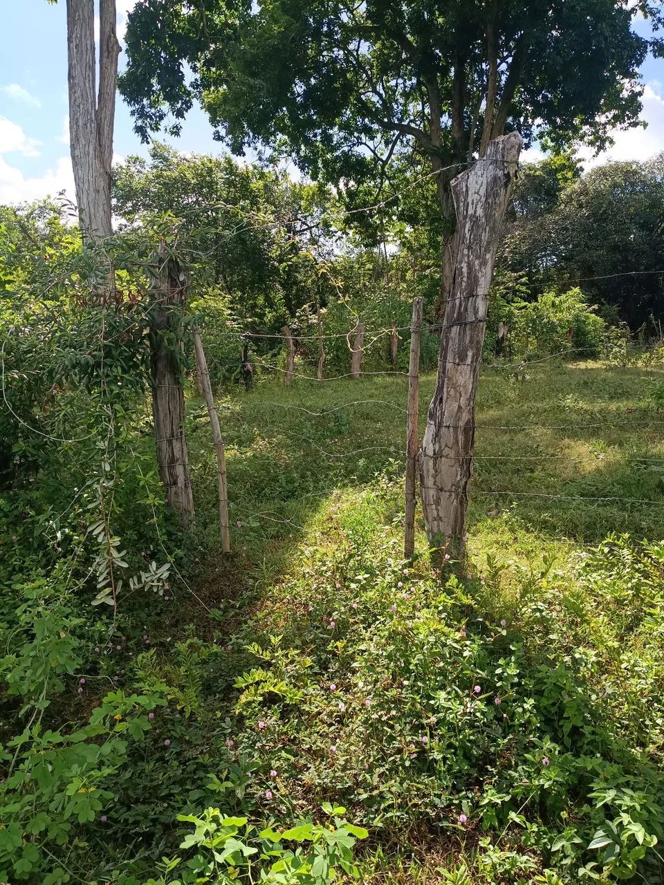 Terreno 10 por 30 vendo ou troco  - Foto 2