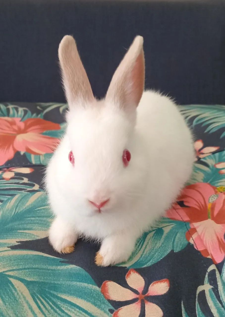 Coelha Netherland dwarf 