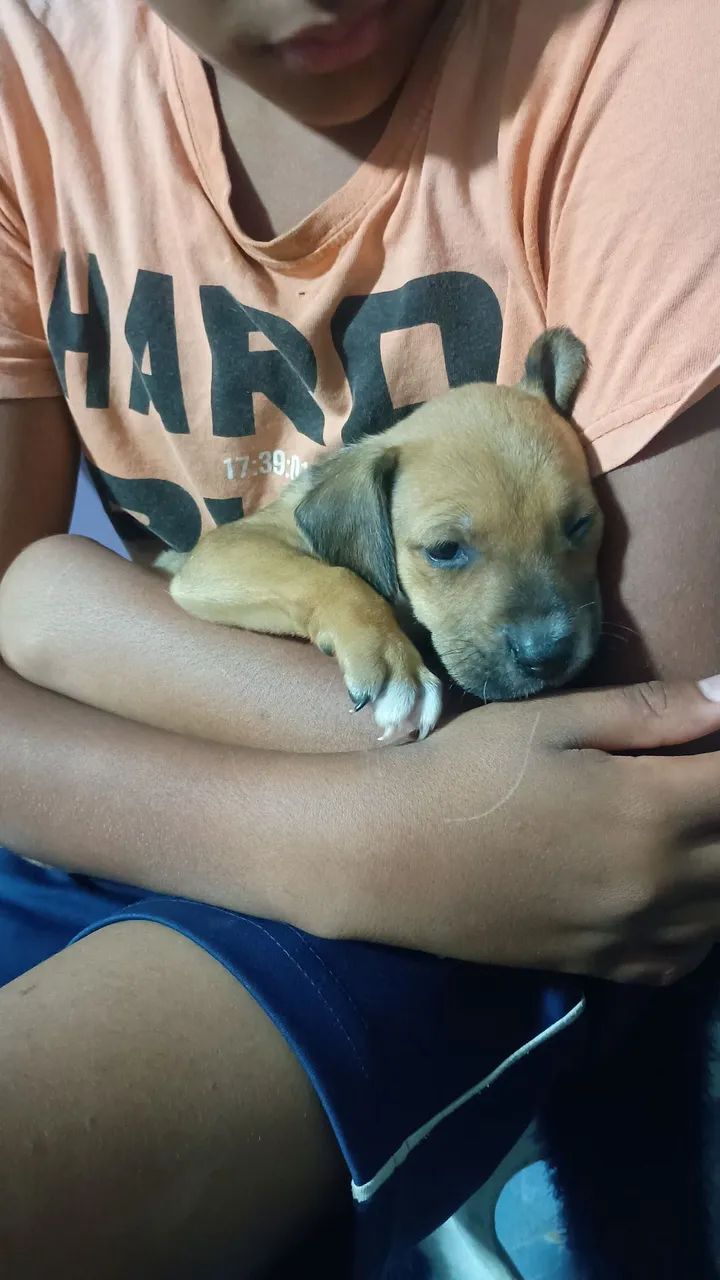 Filhote de cachorro para doação. - Foto 3