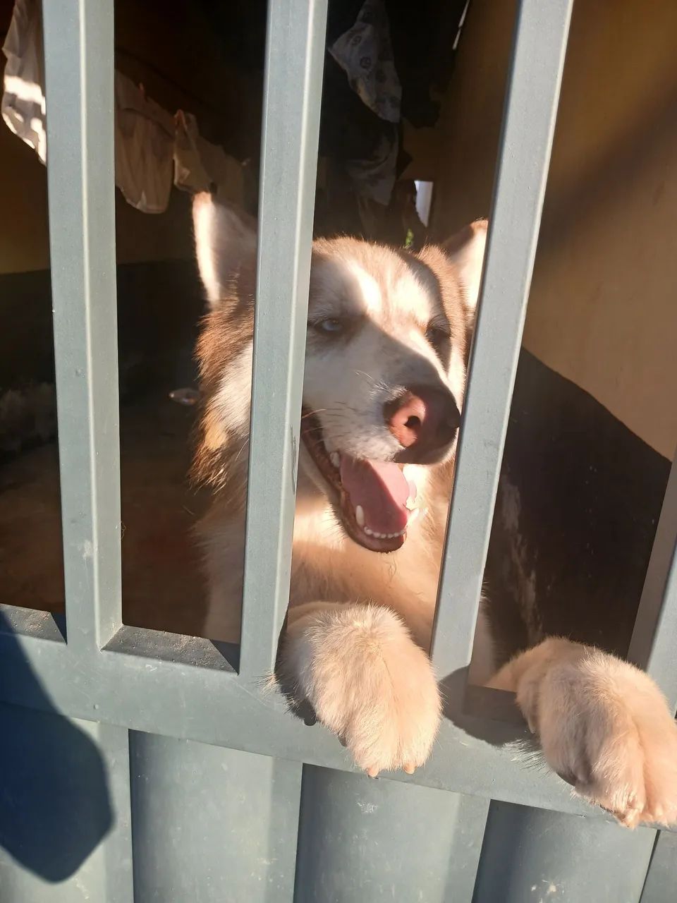 Husky siberiano  - Foto 3