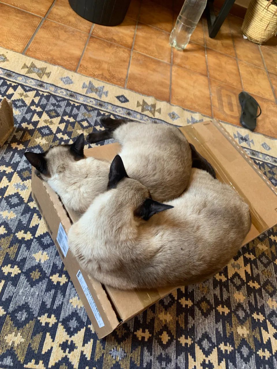 Gatos  - Foto 3