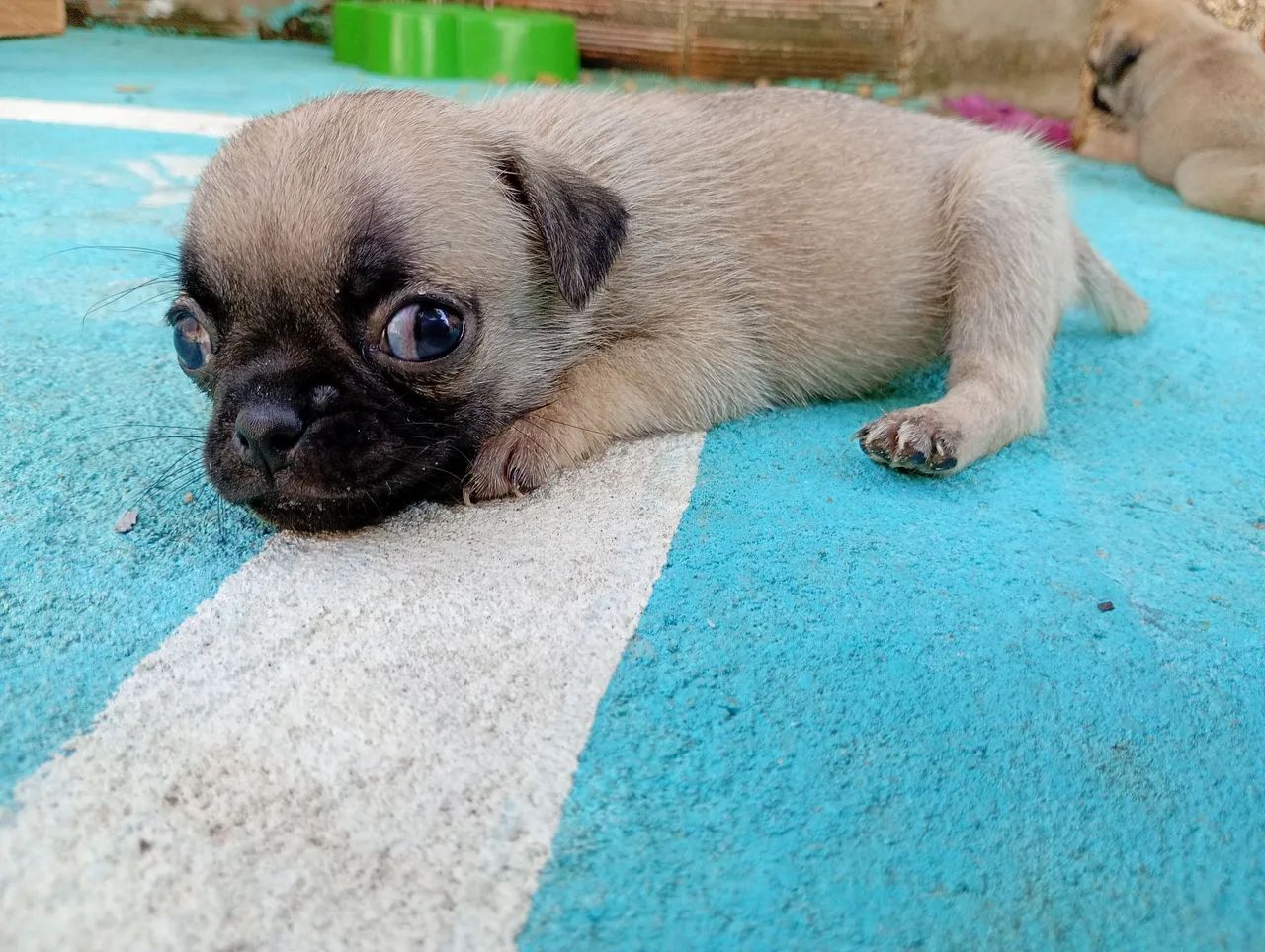 Filhotes de PUG - Foto 3