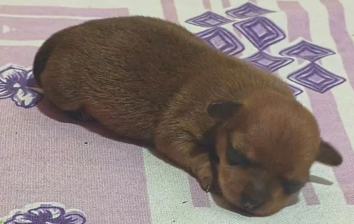 Pinscher 0 - Foto 3