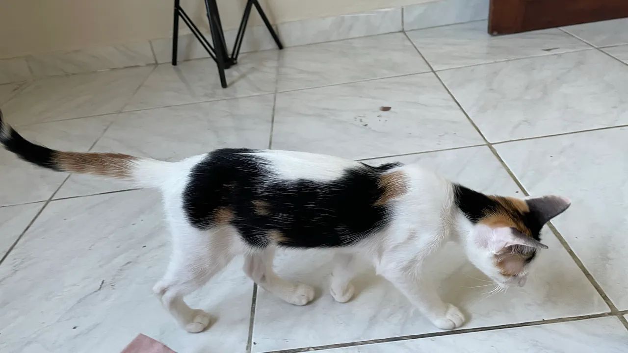 Gatinha fêmea 5 meses  - Foto 4