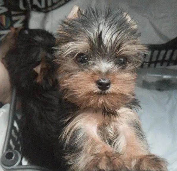 Yorkshire Terrier