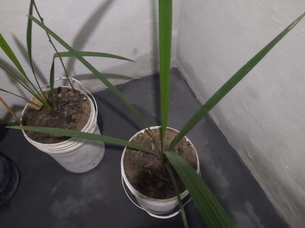 2 mudas tamaras jumbo 2anos de plantadas 