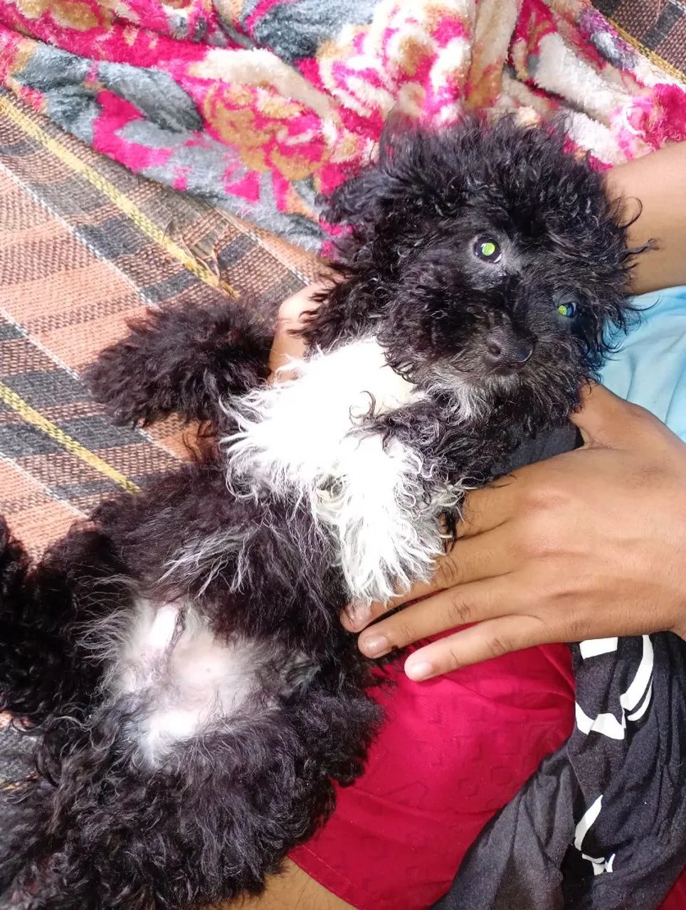 Cachorro macho  - Foto 2